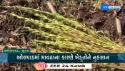 દક્ષિણ ગુજરાતમાં કમોસમી વરસાદે સર્જી મુશ્કેલી, ઓલપાડમાં માવઠાના કારણે ખેડૂતોને ભારે નુકસાન