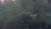 ગરમી વચ્ચે વાઘે પાણી પીને ઠંડક મેળવી, UPના અમાનગઢ ટાઇગર રિઝર્વનો વીડિયો વાયરલ