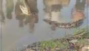 રાજસ્થાન: ખાડામાં ફસાયેલા 7 ફૂટ લાંબા મગરને ગ્રામજનોએ દોરડાથી બાંધી સોંપ્યો વનવિભાગને....