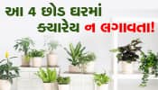 ગૃહ કલેશના કારણો માનવામાં આવે છે આ 4 છોડ!, ઘરમાં ક્યારેય ન લગાવતા...