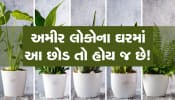 અમીર લોકોના ઘરમાં હોય છે આ ખાસ પ્લાન્ટ!, એટલે જ થાય છે પૈસાનો વરસાદ!