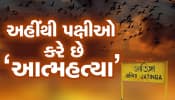 આ છે પક્ષીઓનો 'સ્યુસાઇડ પૉઇન્ટ', એક નહીં ઘણા પક્ષીઓએ અહીંથી કરી છે આત્મહત્યા!