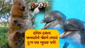 આ છે દુનિયામાં સૌથી વધુ ખુશ રહેતા જાનવર!, જેને જોઇને તમારું પણ દુઃખ ભૂલી જશો...