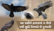 વર્ષો સુધી દુશ્મની નિભાવે છે કાગડા!, એકવાર જે ઝપટે ચઢ્યો એ ગયો, જાણો કેવી રીતે શક્ય છે?