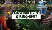 રાત્રે જ શા માટે ચમકે છે ફાયરફ્લાય? તેનું પાછળનું વૈજ્ઞાનિક કારણ જાણીને ચોકી જશો