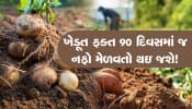 ફક્ત 90 દિવસમાં તૈયાર થઇ જશે આ બટાકાનો પાક, ટૂંક સમયમાં થઇ જશો માલામાલ!