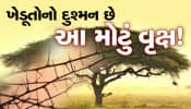 આ વૃક્ષને માનવામાં આવે છે ખેડૂતોનો દુશ્મન, કારણ જાણીને ચોંકી જશો!