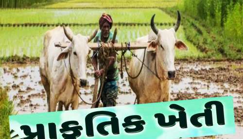 ગુજરાતના 9 લાખ ખેડૂતોએ અપનાવી પ્રાકૃતિક ખેતી, જાણો કેમ પ્રાકૃતિક ખેતી તરફ વળ્યાં ખેડૂતો ગુજરાતના 9 લાખ ખેડૂતોએ અપનાવી પ્રાકૃતિક ખેતી, જાણો કેમ પ્રાકૃતિક ખેતી તરફ વળ્યાં ખેડૂતો