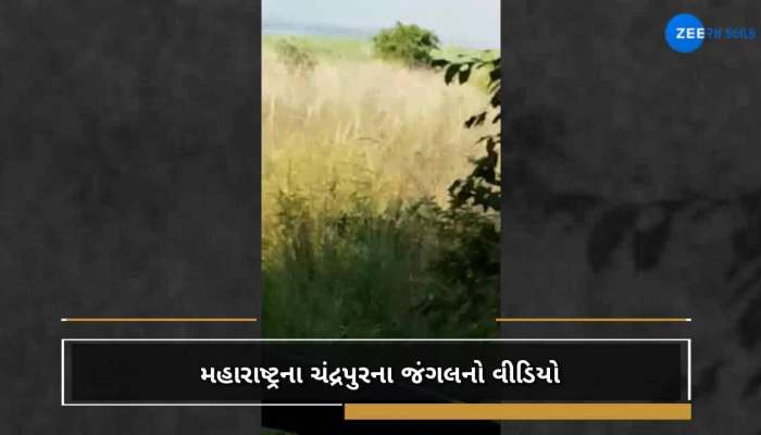 વાઘ જોવો ભારે પડ્યો, જુઓ વીડિયો