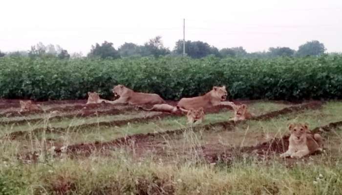 સિંહોના વાયરલ થતા વીડિયોનો સિલસિલો ક્યારે અટકશે, વન વિભાગનું મૌન