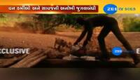 Video: વન કર્મચારીની દરિયાદિલી, 5 સિંહ બાળને પીવડાવ્યું પાણી