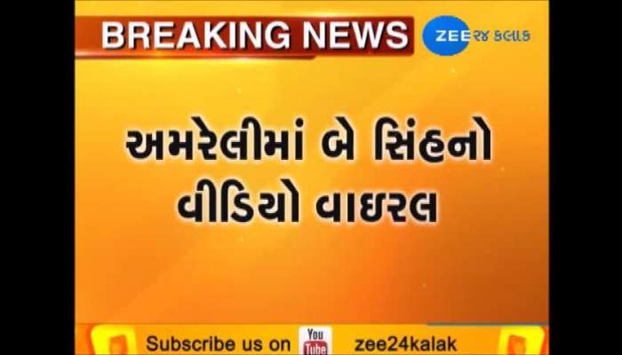 રાજુલાની સરહદ પર ફરતા દેખાતા 2 સિંહોનો વીડિયો વાયરલ!!! 