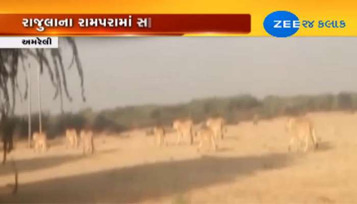 Video: એકસાથે 14 સિંહોનું ટોળું દેખાતા જોનારાના શ્વાસ અદ્ધર થયા 