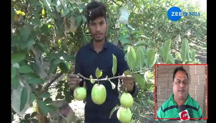 ડભોઈના આ ખેડૂત ઓછા ખર્ચે કરે છે લાખોની કમાણી, મહેનત અને સફળતાની છે મિસાલ ડભોઈના આ ખેડૂત ઓછા ખર્ચે કરે છે લાખોની કમાણી, મહેનત અને સફળતાની છે મિસાલ