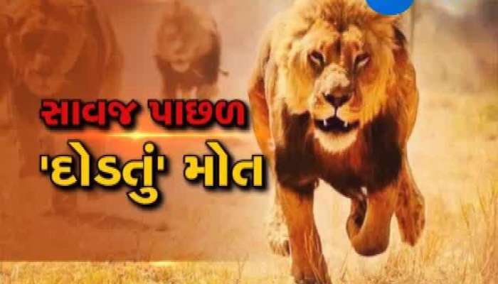 અમરેલીમાં ટ્રેનની અડફેટે સિંહ અને સિંહબાળ ઘાયલ