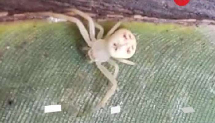 असम में मिली इंसानी चेहरे वाली अनोखी मकड़ी, लोगों की लगी भीड़
