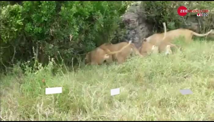 5 शेरनियों के चक्कर में आपस में भिड़े दो शेर, देखें वीडियो