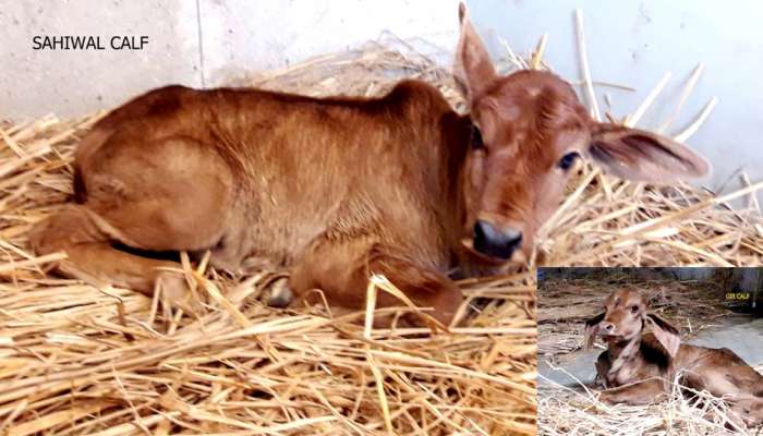 ગાયોના સંવર્ધન માટે ખૂલ્યા નવા દ્વાર, ટેસ્ટ ટ્યુબ વડે 1 વર્ષમાં 20 થી 25 વાછરડાંને જન્મ આપશે