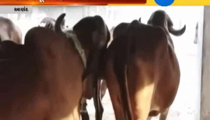 આણંદમાં ટેસ્ટ ટ્યુબ વાછરડાનો જન્મ 