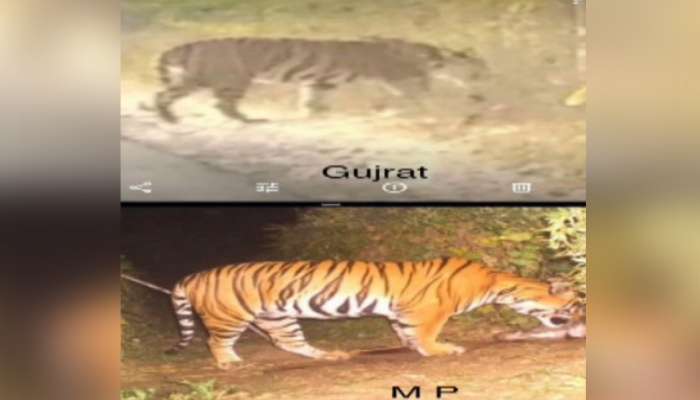 સાચે જ ગુજરાતમાં વાઘ આવ્યો, વનવિભાગે તપાસ બાદ આપ્યું સમર્થન 