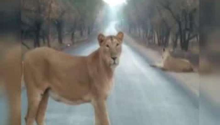 Video : પ્રવાસીઓ સિંહ દર્શને નીકળે તે પહેલા જ સિંહ પરિવાર આવી પહોંચ્યો