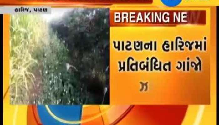 પાટણના હારિજમાં અંદાજીત 500 કિલો ગાંજાનો જથ્થો ઝડપાયો