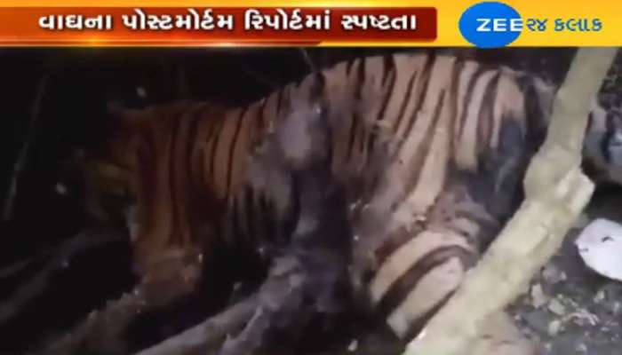 ગુજરાતમાં દેખાયેલા એકમાત્ર વાઘના મોતનું કારણ આવ્યું સામે