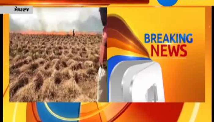 Wheat Corp Burned in open Farm