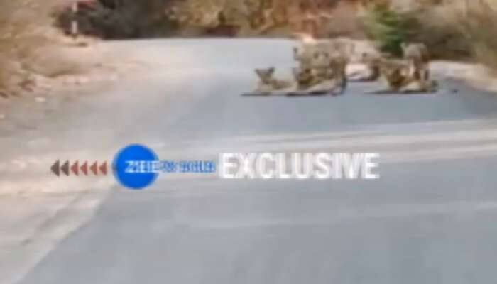 રસ્તા પર ઉતરી આવ્યું સિંહોનું ટોળું, મોજ-મસ્તી કરતા કેમેરામાં થયા કેદ