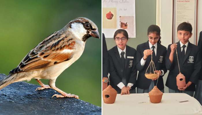 લુપ્ત થઇ રહેલા ચકલીની પ્રજાતિ માટે વિદ્યાર્થીઓની અનોખી પહેલ