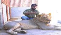 અહીં પરિવારના સભ્યની જેમ રહે છે સિંહ, સાથે ખાવાનું અને ગાડીમાં પણ ફરવાનું
