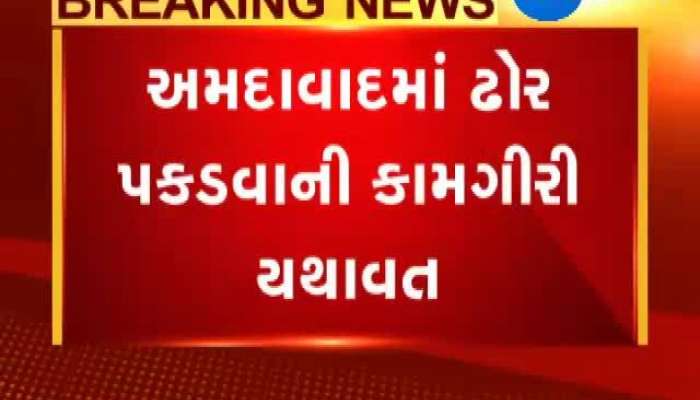 ઢોર પકડવા માટે એએમસી અને એસઆરપીની ટીમની કાર્યવાહી