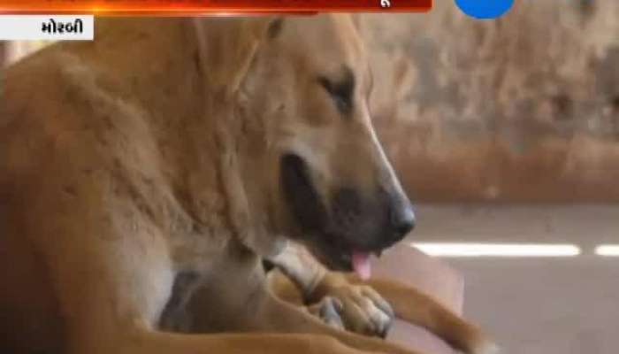 મોરબીમાં કૂતરાનો આતંક, 15 દિવસમાં 188 લોકોને કરડ્યા કૂતરા