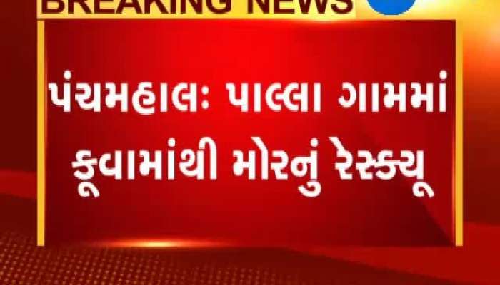 યુવાનોએ રાષ્ટ્રીય પક્ષી મોરનું કર્યું રેસ્ક્યુ