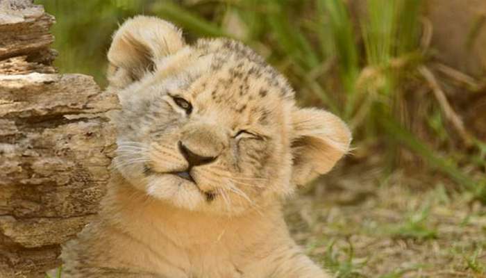 જૂનાગઢ: ગીરની દલખાણીયા રેન્જમાં વધુ એક સિંહ બાળનું મોત