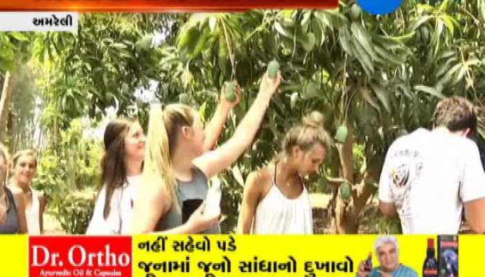  વિદેશી લોકોને કેમ લાગી ગયો છે કેસર કેરીનો ચસકો?
