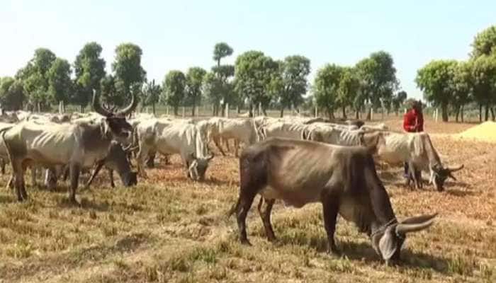 ગુજરાતનો દિલદાર ખેડૂત : 8 દિવસથી ભૂખી ગાયો માટે પોતાનુ બાજરીનું ખેતર ખુલ્લ