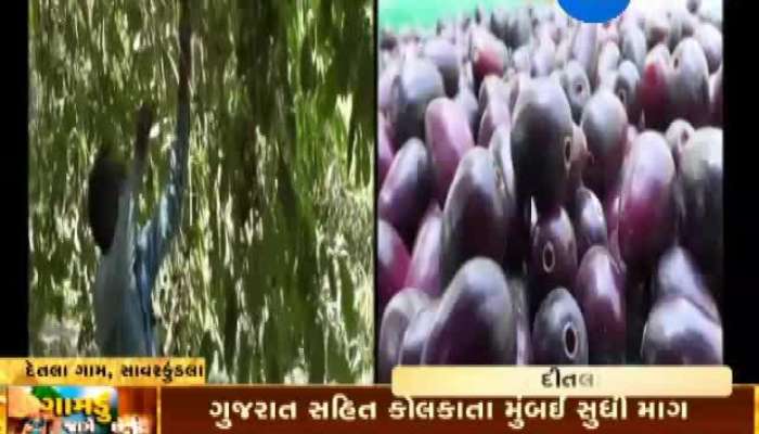 ગામડું જાગે છે: અમરેલી બીજ વિનાના જાંબુ