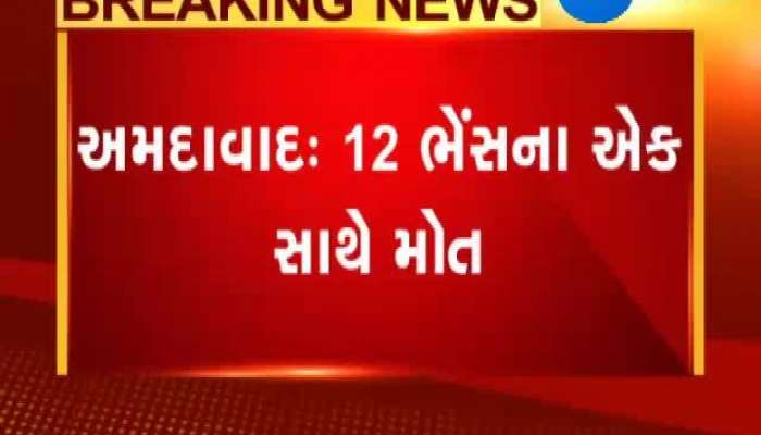 ભારે વીજકરંટને પગલે 12 ભેંસોનું મોત