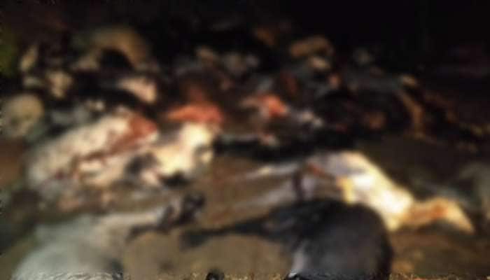 વરસાદી આફત: બનાસકાંઠામાં વીજળી પડતા પશુપાલકના 120 ઘેટા-બકરાના મોત