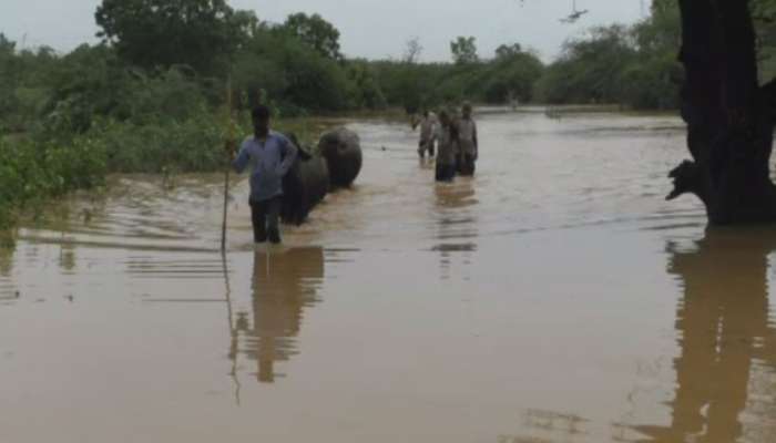 સુરત : માંગરોળમાં ઘૂંટણસમા પાણીમાંથી માલધારીઓના 300 પશુઓને બહાર બચાવાયા