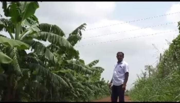 ખેડૂતની મુશ્કેલી : વીજ લાઈન નાંખવા માટે વીજ કંપનીએ ખેતરમાં કેળાનો ઉભો પાક 