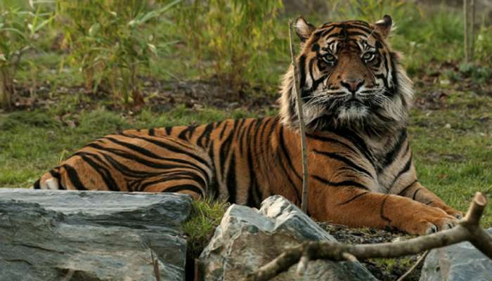 World Tiger Day : ભારતમાં 9 વર્ષમાં વાઘની સંખ્યા 692થી વધી 860 થઈ 