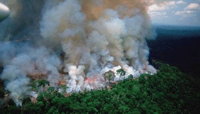 વિશ્વનાં ફેફસા ગણાતા એમેઝોનનાં જંગલોમાં વિકરાળ આગ,અનેક દુર્લભ પ્રાણીના મોત
