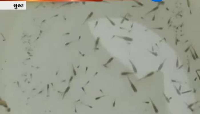 સુરત: મચ્છરોના ઉપદ્રવને રોકવા 3000 સ્થળોએ છોડવામાં આવી ગપ્પી માછલી 