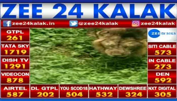 Video of lion eating grass near Tulsi Shyam