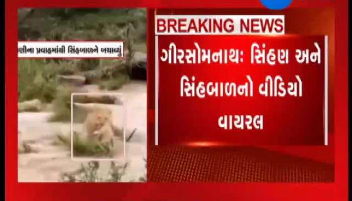 ગિર સોમનાથનો સિંહણ અને સિંહ બાળનો વીડિયો વાયરલ