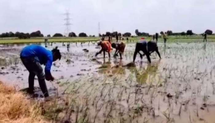 લીલા દુકાળને કારણે દક્ષિણ ગુજરાતના ડાંગર અને શેરડીના પાકને અંદાજે 60 કરોડન