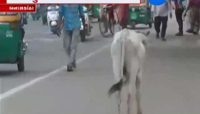 પાલનપુરમાં રખડતા ઢોરનો ત્રાસ