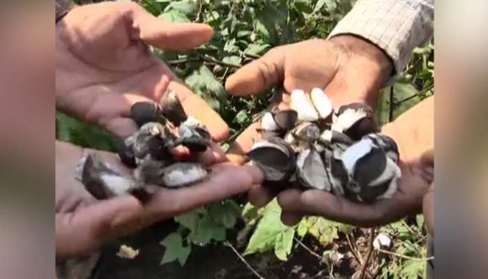 અમરેલી: વધારે વરસાદને કારણે કપાસના પાક નિષ્ફળ, ખેડૂતોને લાખોનું નુકશાન 